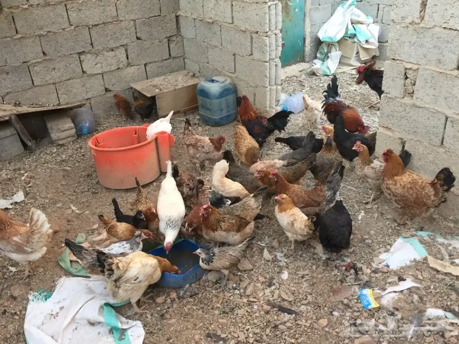 دجاج انتاج منوه المربي  (image 1)