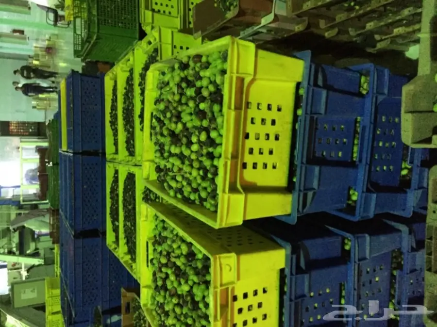 زيت زيتون عصرة اولى بكر عضوي تم العصر6-4-1439 (image 1)