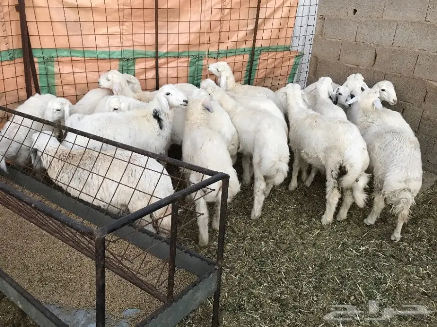 خرفان حريات