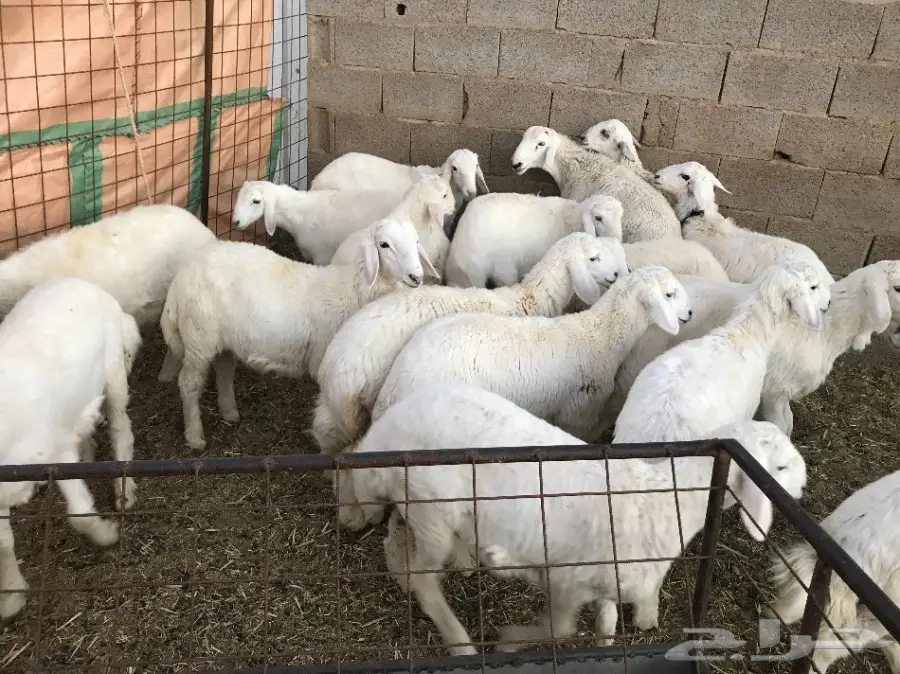 خرفان حريات (image 1)