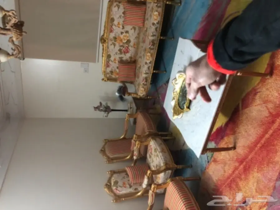 فرخ ببغاء هولندي (image 1)