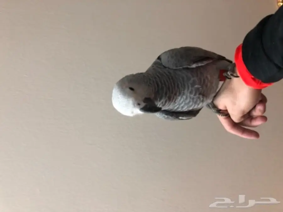 فرخ ببغاء هولندي (image 2)