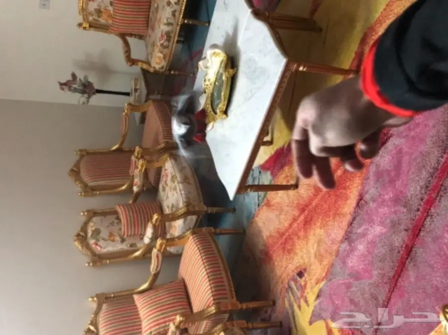 فرخ ببغاء هولندي (image 3)