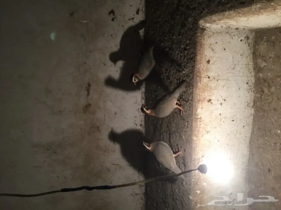 عقايب  (image 1)