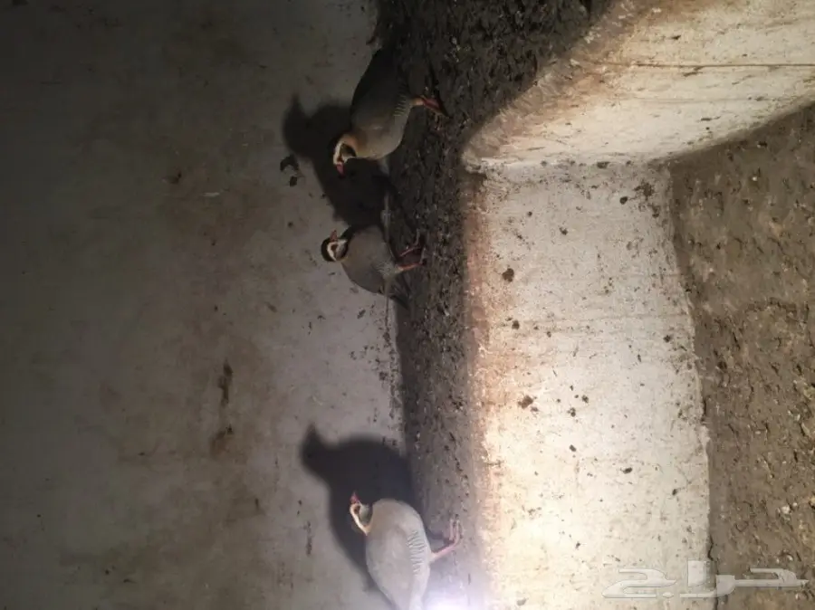 عقايب  (image 2)