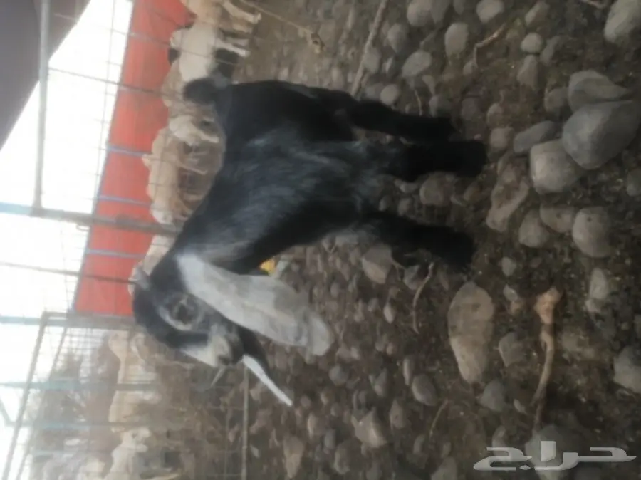 للبيع تيس عارضي مشروع فحل