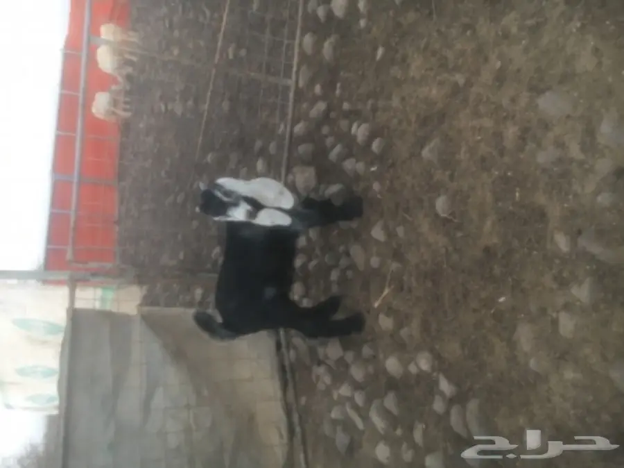 للبيع تيس عارضي مشروع فحل (image 1)