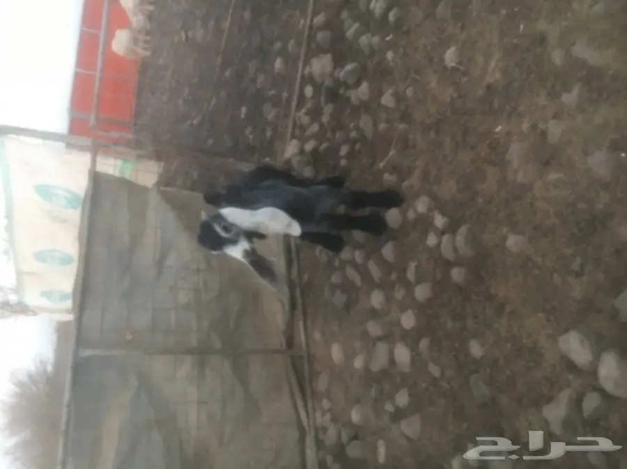 للبيع تيس عارضي مشروع فحل (image 2)