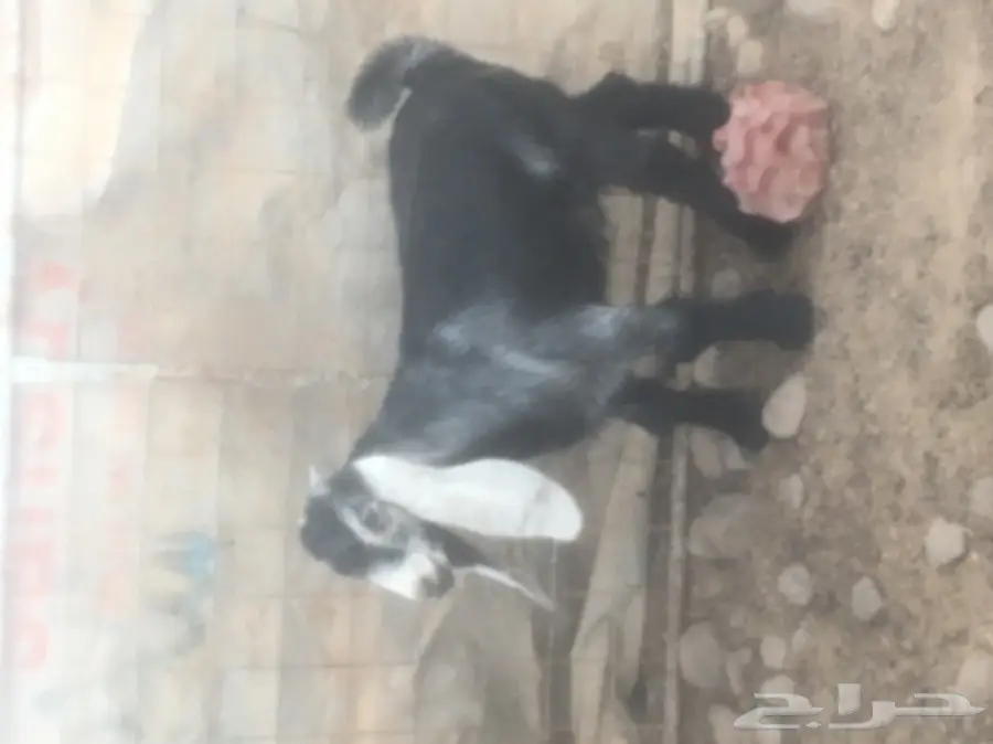 للبيع تيس عارضي مشروع فحل (image 3)