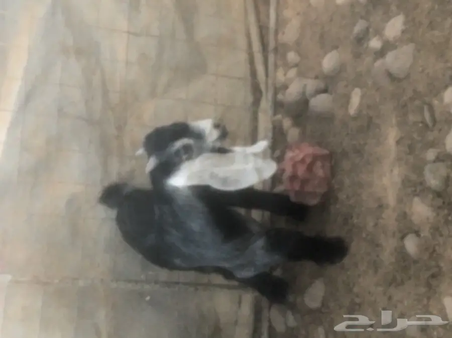 للبيع تيس عارضي مشروع فحل (image 4)