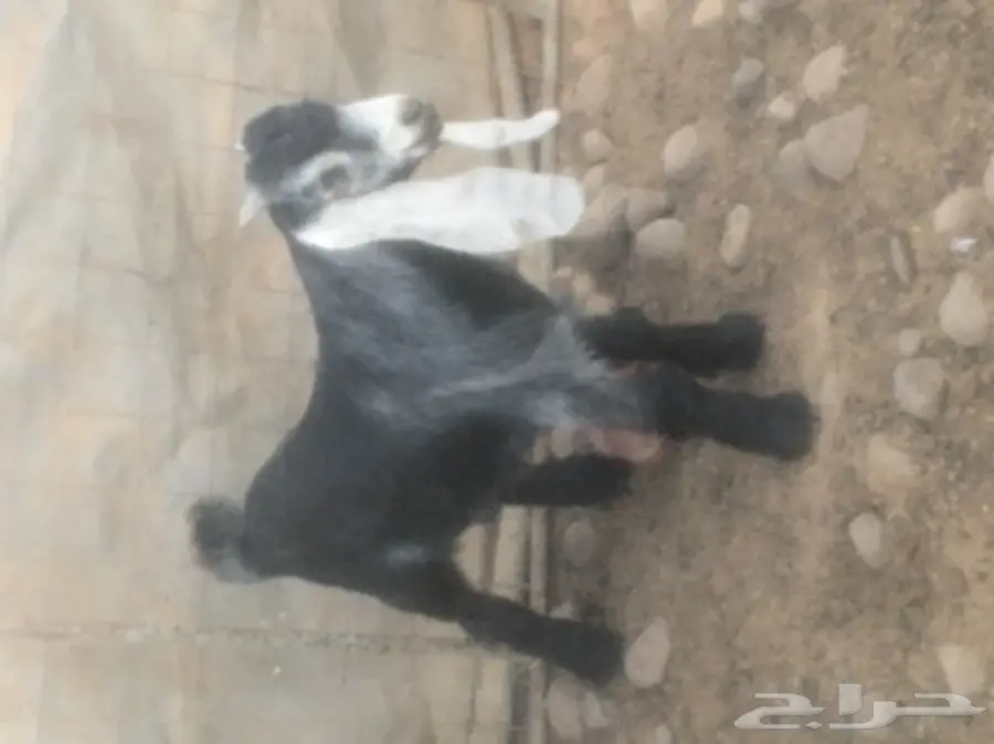 للبيع تيس عارضي مشروع فحل (image 5)