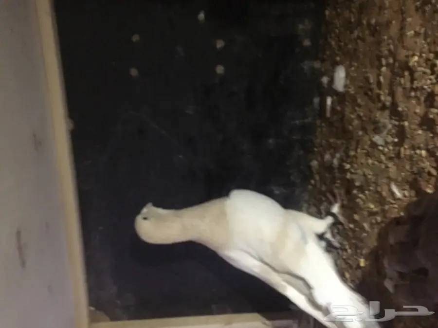 فردتين  مستوى تووب (image 2)