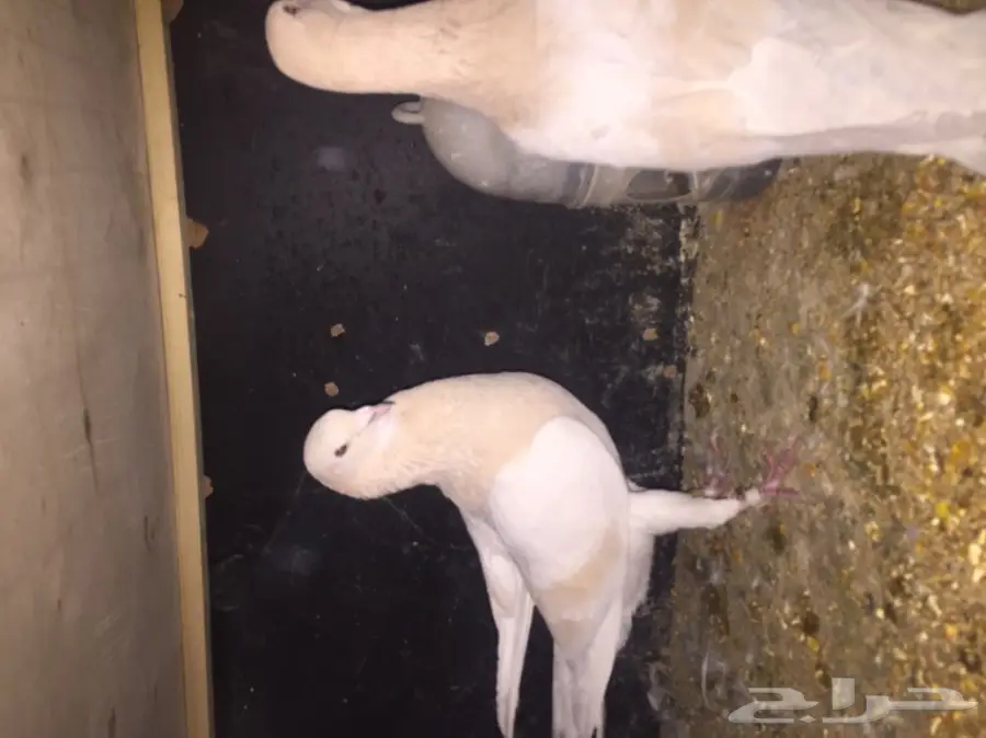 فردتين  مستوى تووب (image 3)