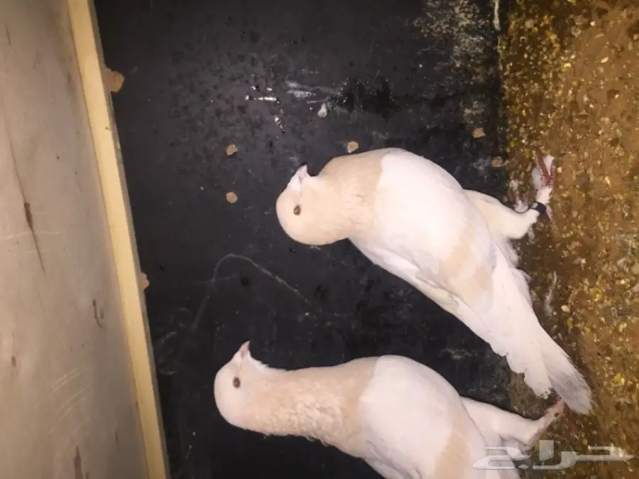 فردتين  مستوى تووب (image 4)