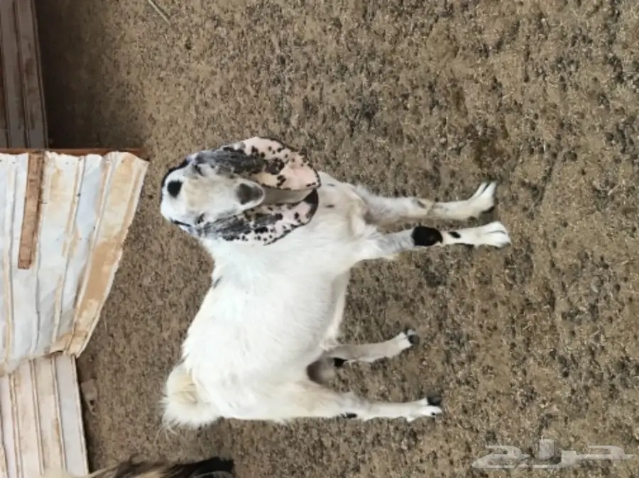 فحل للبيع (image 2)