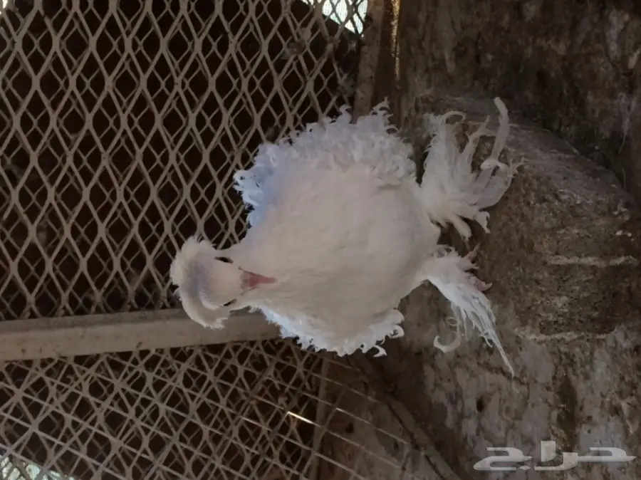 مفتل ابيض منتج( المخواة)