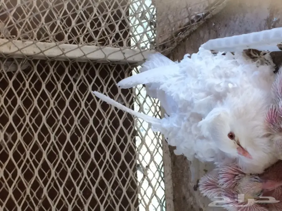 مفتل ابيض منتج( المخواة) (image 1)