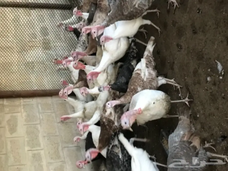 طقم رومي ديك و اربع دجاج (image 1)