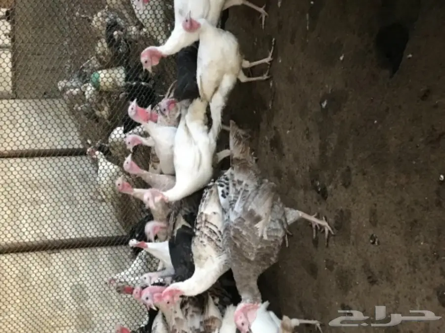 طقم رومي ديك و اربع دجاج (image 2)