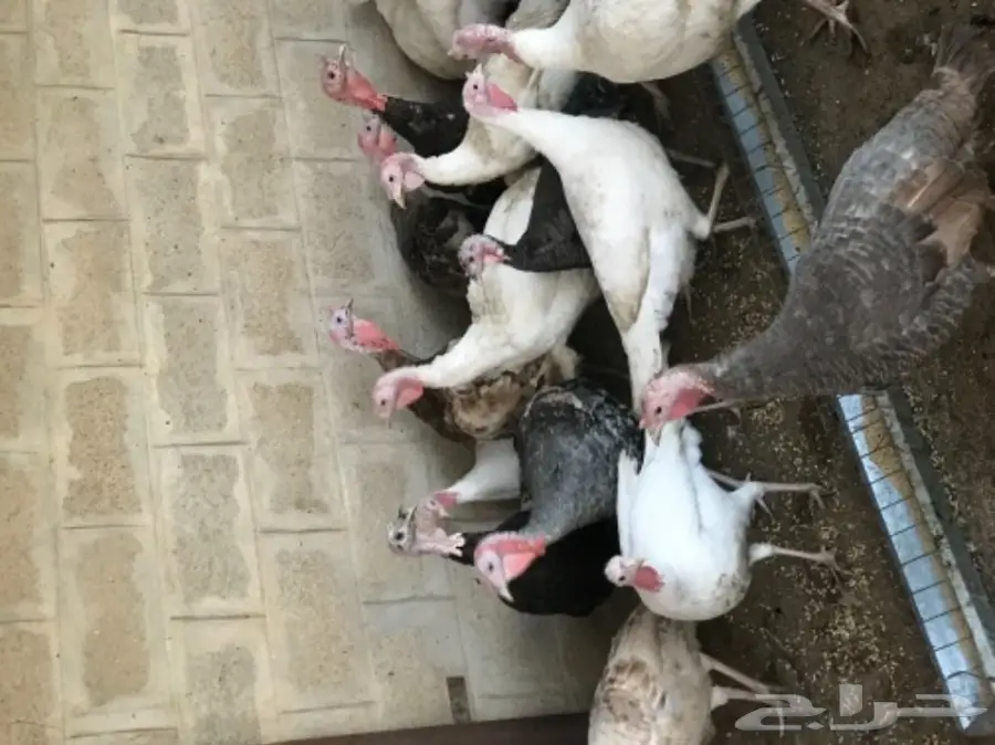 طقم رومي ديك و اربع دجاج (image 3)