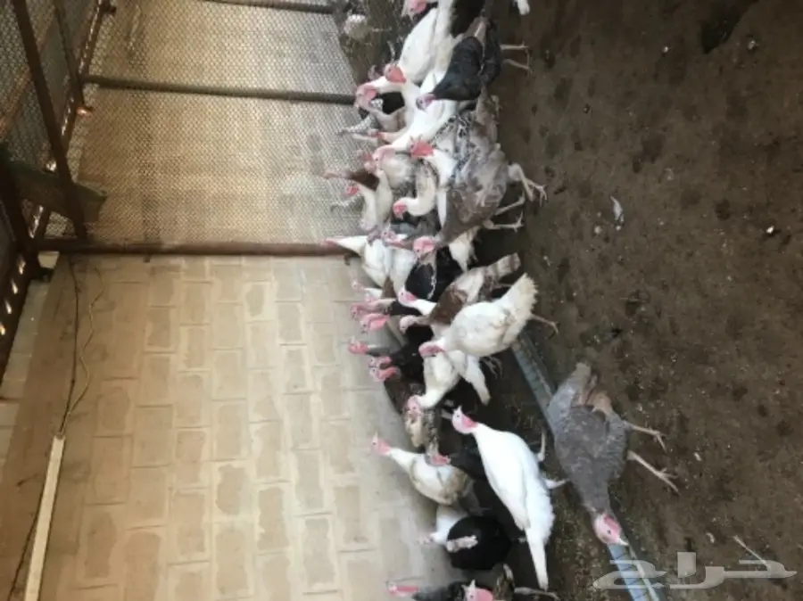 طقم رومي ديك و اربع دجاج (image 4)