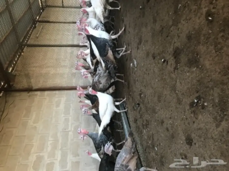 طقم رومي ديك و اربع دجاج (image 5)