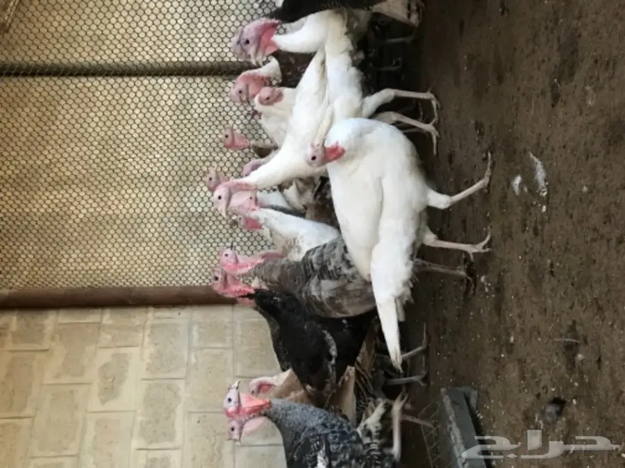 طقم رومي ديك و اربع دجاج (image 6)