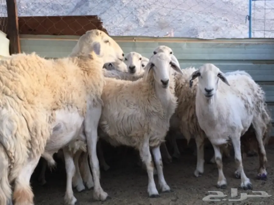 مراح كامل للبيع 