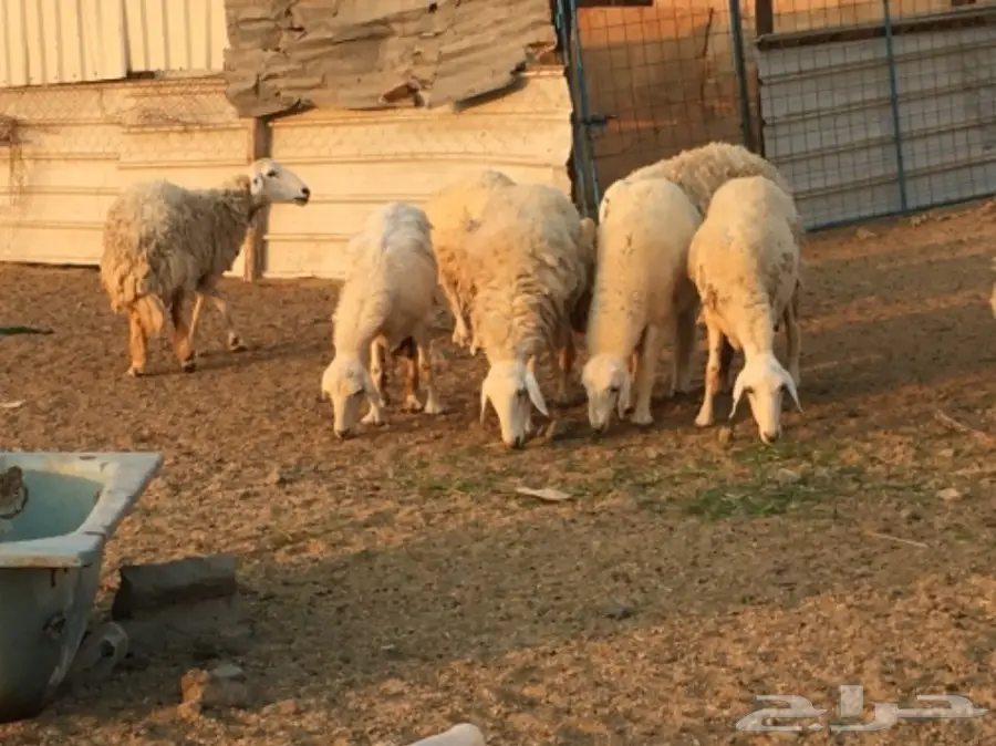 مراح كامل للبيع  (image 1)