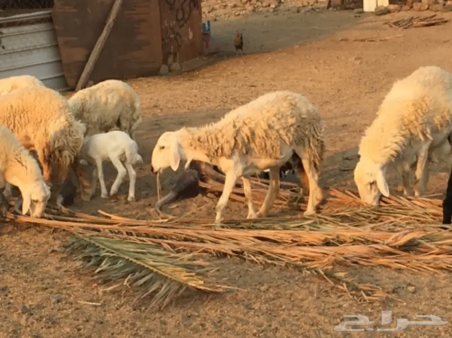 مراح كامل للبيع  (image 2)