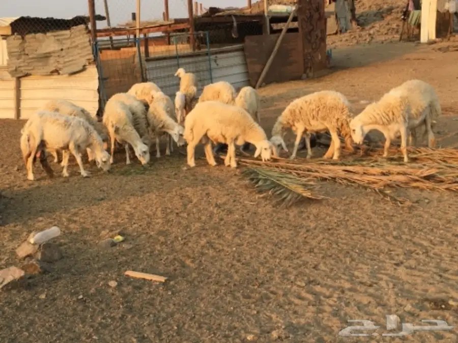 مراح كامل للبيع  (image 3)