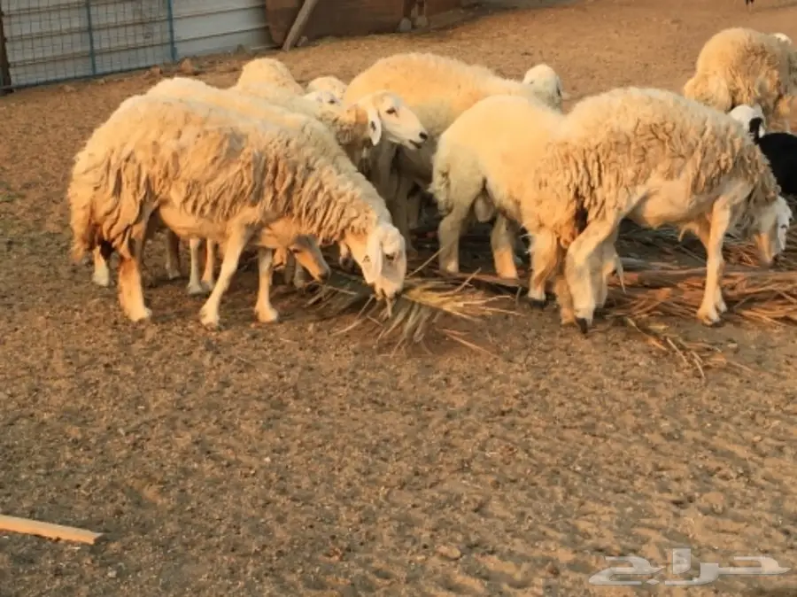 مراح كامل للبيع  (image 4)