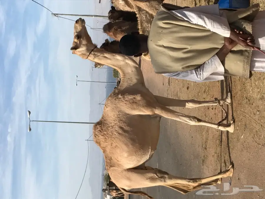 بكره. بكر طيبه ملاقي 