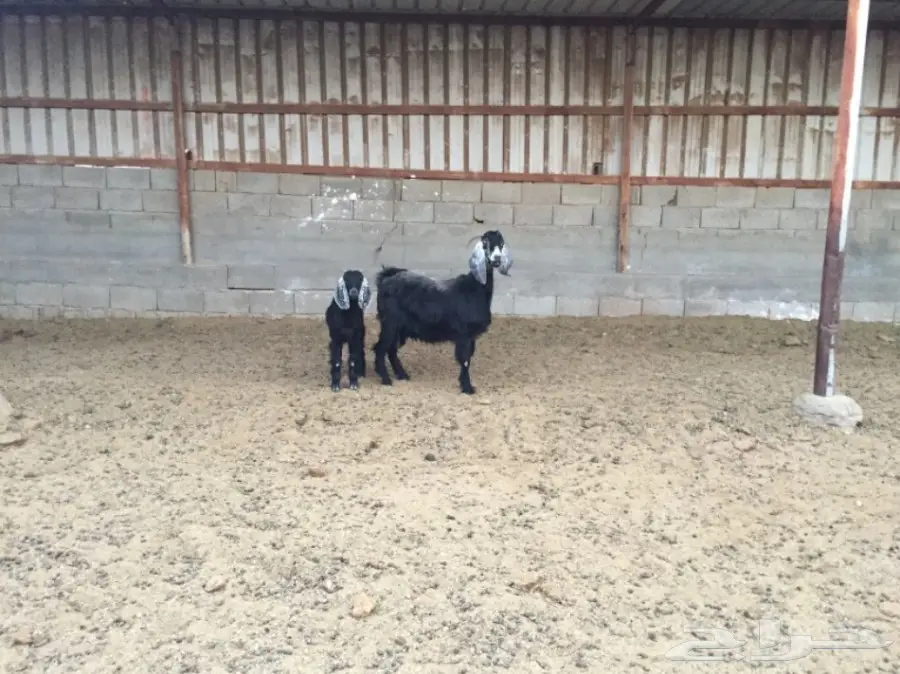 عنز تحتها جفره