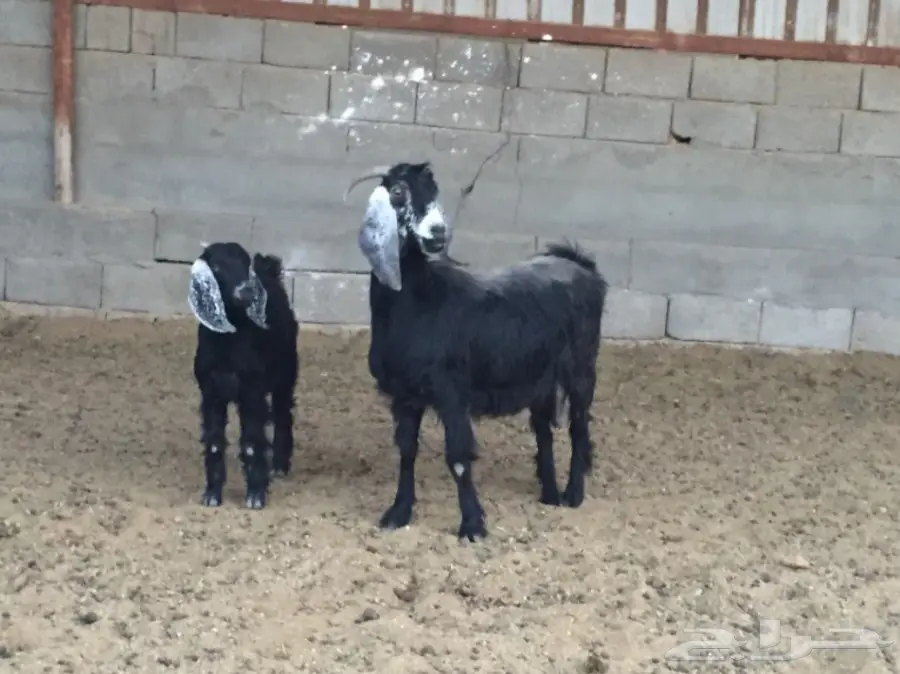 عنزة صغيرة مميزة - فرصة لا تُفوّت! (image 1)