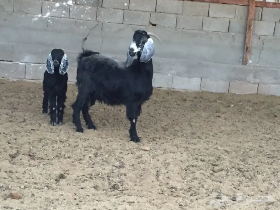 عنزة صغيرة مميزة - فرصة لا تُفوّت! (image 3)