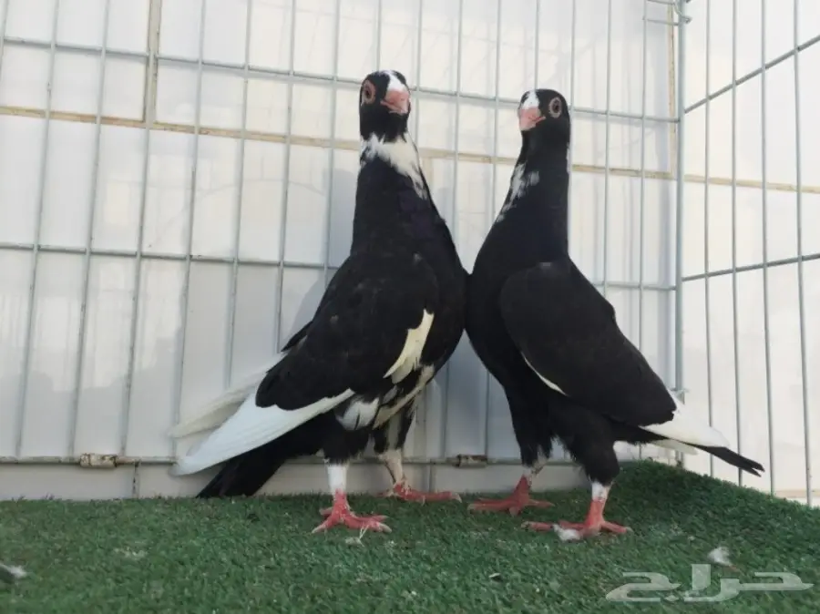 طبة مساويد TOP