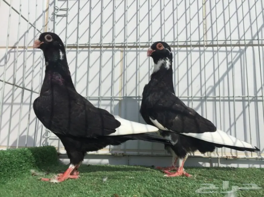 طبة مساويد TOP (image 1)