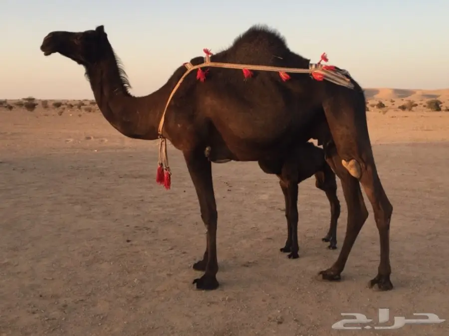 خلفه مجهم بكر هديه (image 1)