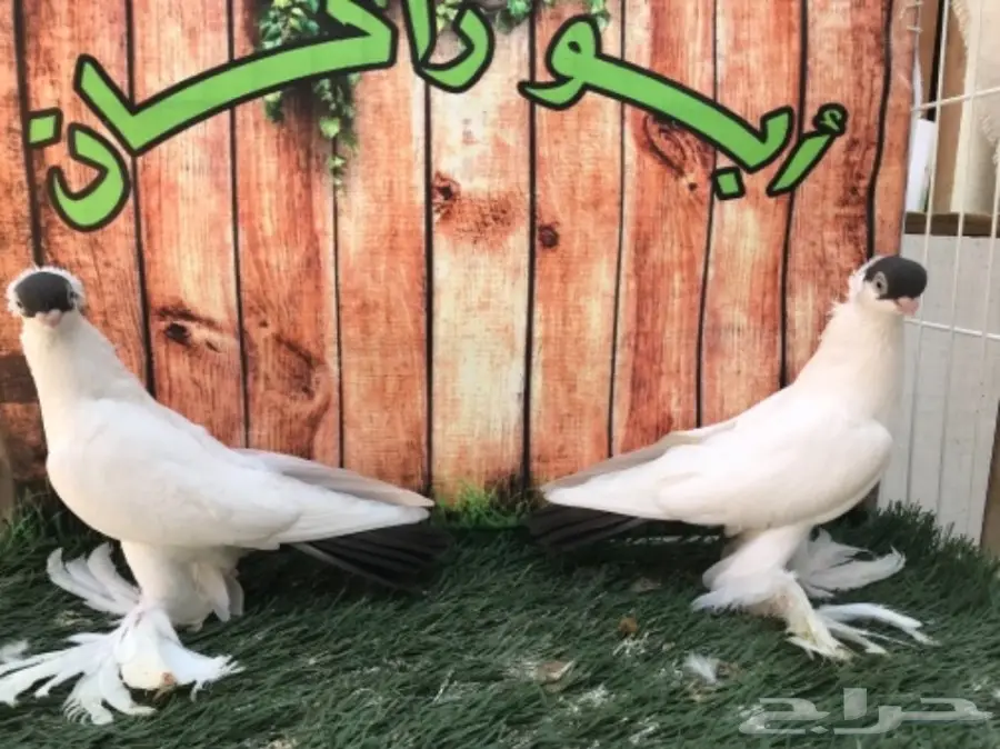 هلمت أوروبي نوااادر مستوى Top