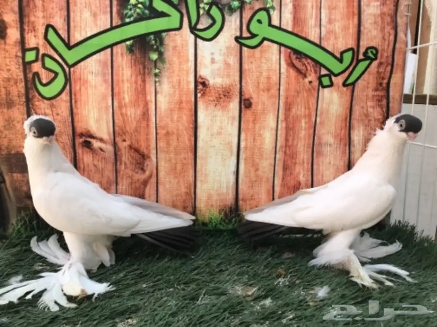 هلمت أوروبي نوااادر مستوى Top (image 1)