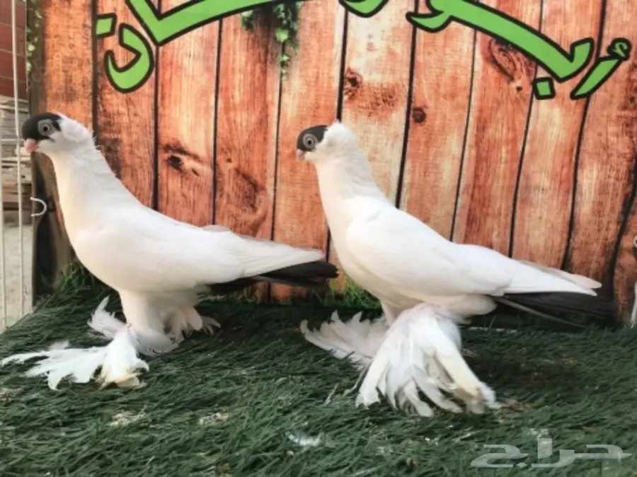 هلمت أوروبي نوااادر مستوى Top (image 2)