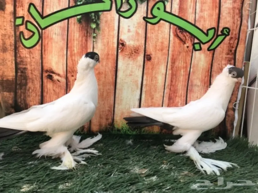 هلمت أوروبي نوااادر مستوى Top (image 3)