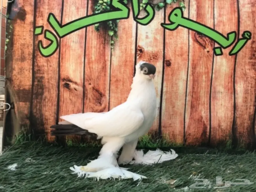 هلمت أوروبي نوااادر مستوى Top (image 4)