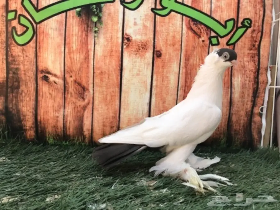 هلمت أوروبي نوااادر مستوى Top (image 5)