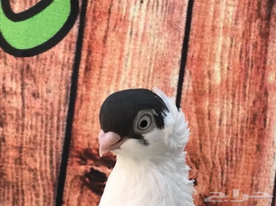 هلمت أوروبي نوااادر مستوى Top (image 6)