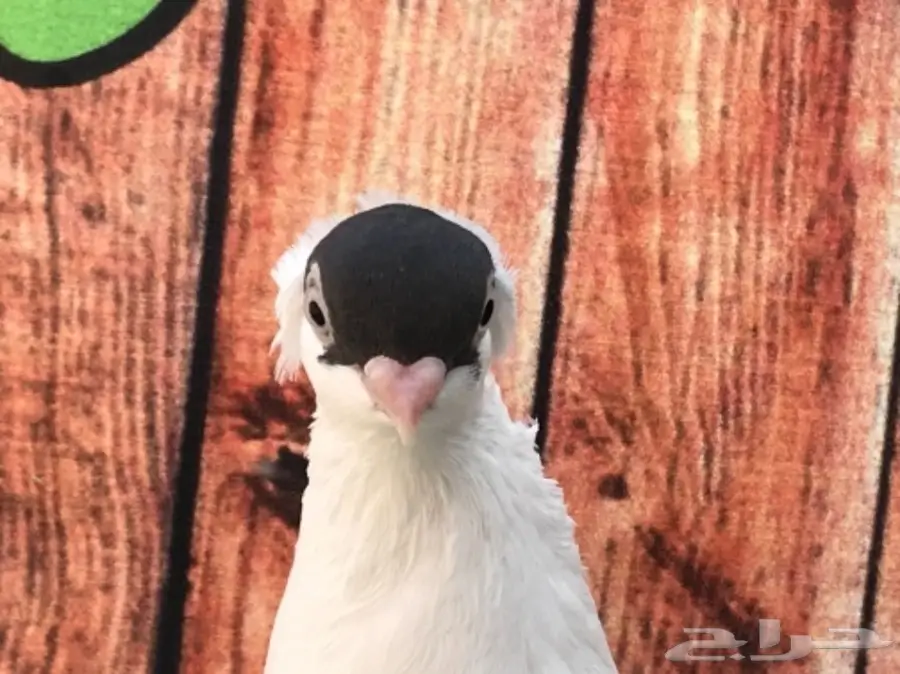 هلمت أوروبي نوااادر مستوى Top (image 7)