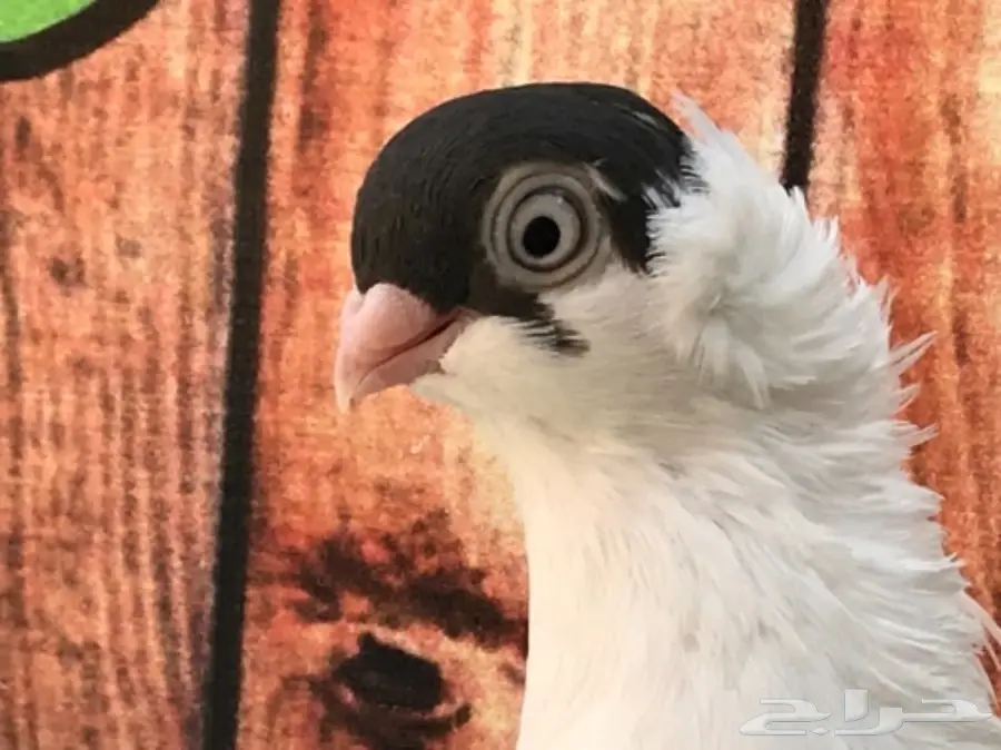 هلمت أوروبي نوااادر مستوى Top (image 8)