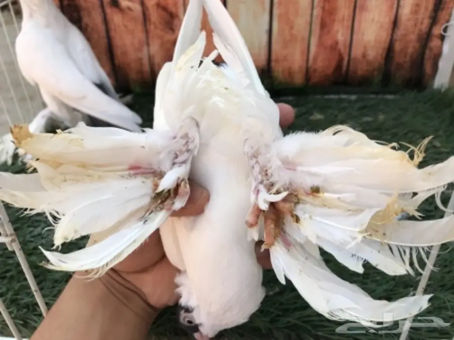 هلمت أوروبي نوااادر مستوى Top (image 9)