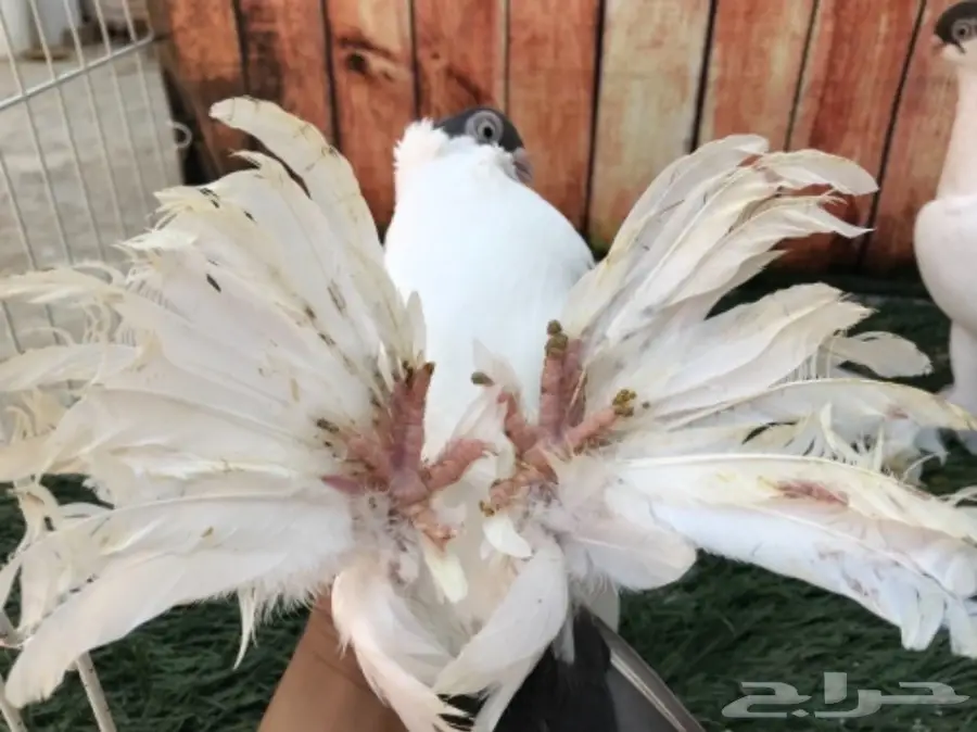 هلمت أوروبي نوااادر مستوى Top (image 10)